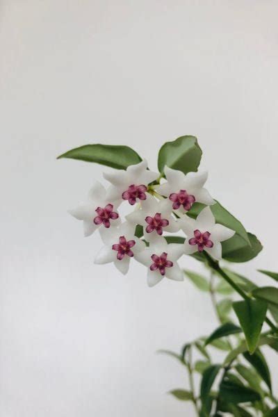 hoya bella indoor.